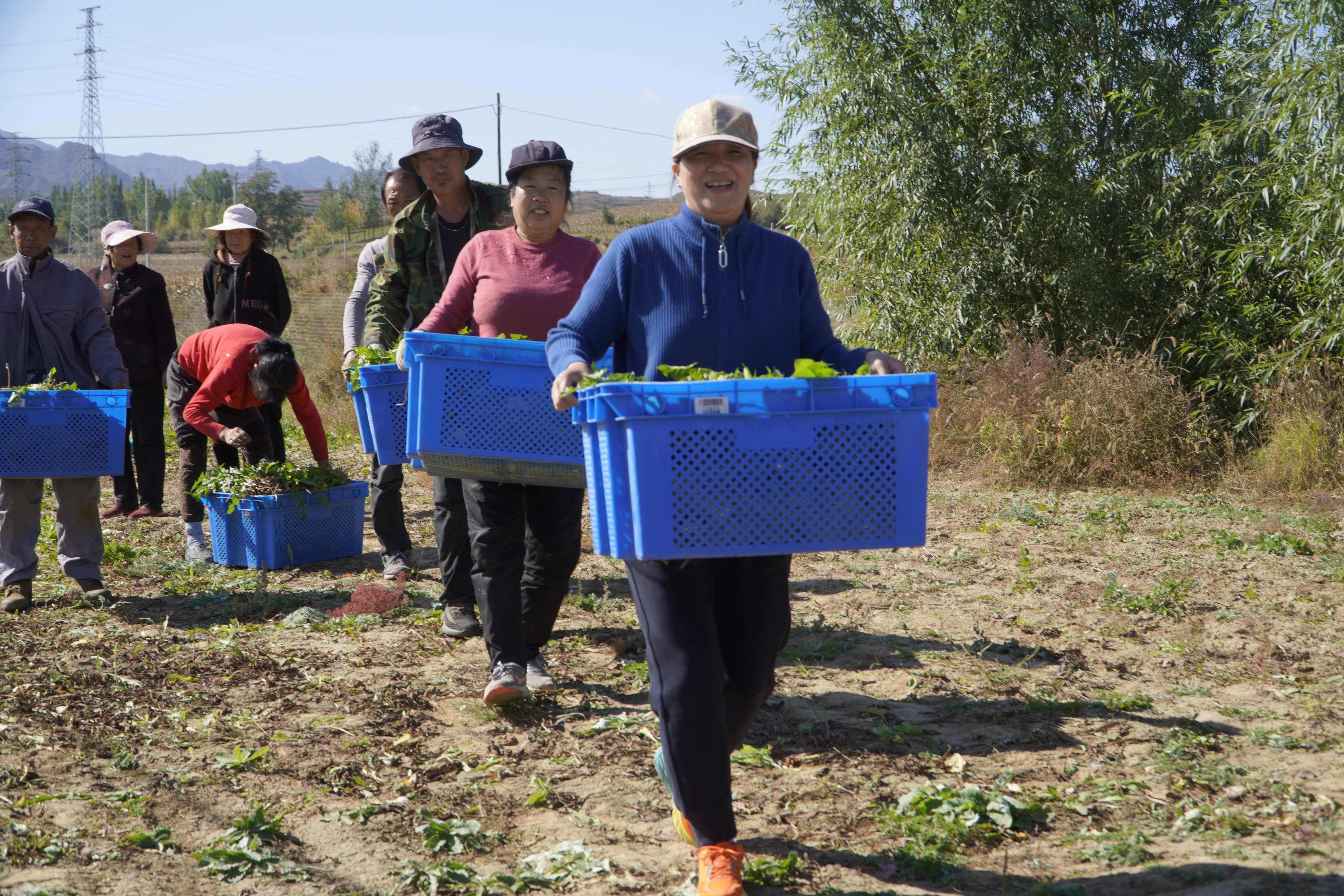 淶源縣黑山蒲公英種植基地，農戶們將收割的蒲公英裝箱，過稱。 齊保利攝