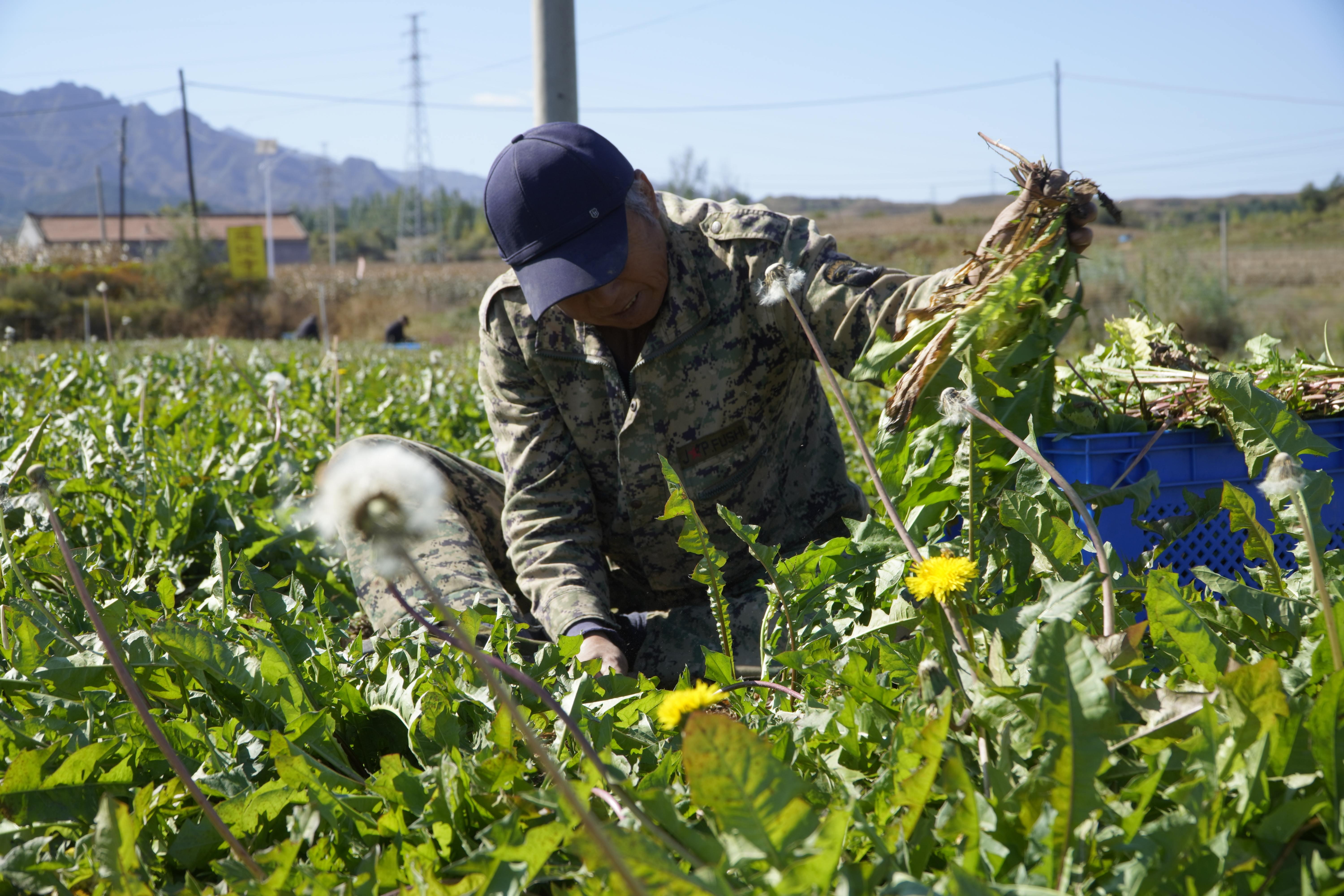 一位農戶正在收割蒲公英。 齊保利攝
