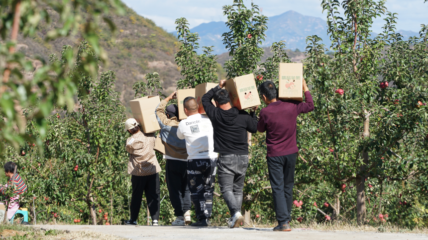 近日，在河北省灤平縣燒鍋營村久誠農牧專業合作社蘋果種植基地，果農們在搬運採摘的蘋果。 梁志青攝