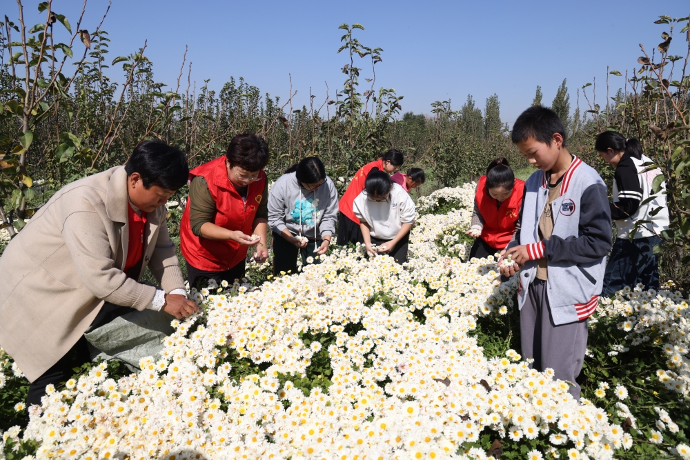 孩子与“爱心代理妈妈”一起赏菊采花。 齐红雨摄