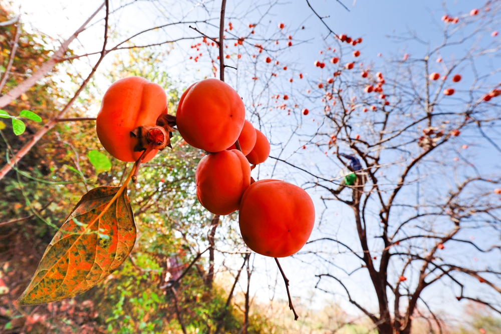 武安市馬家庄鄉村民在採摘柿子。 李樹鋒攝 