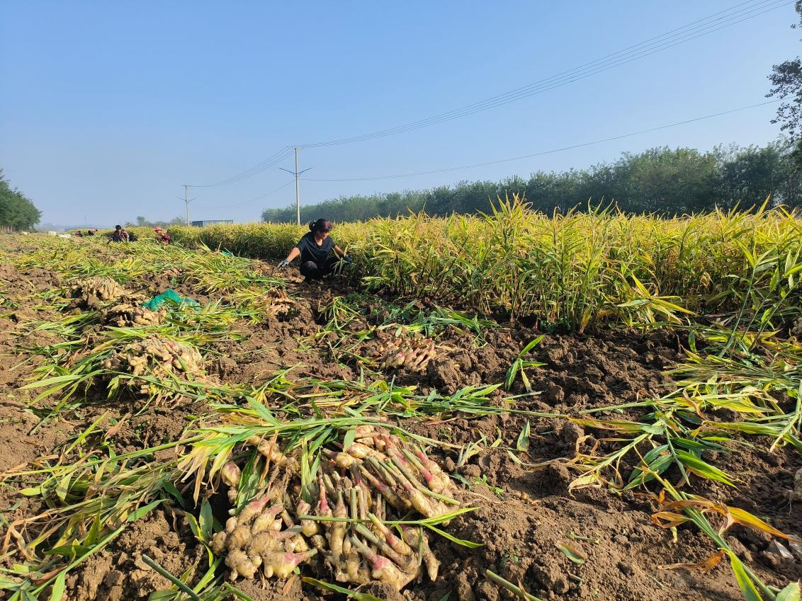 10月25日，在河北省高碑店市北城街道杨漫撒村生姜种植基地，姜农正在起姜。 王秀摄