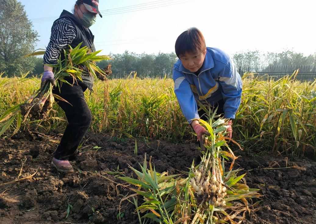 10月25日，在河北省高碑店市北城街道杨漫撒村生姜种植基地，姜农正在起姜。 王秀摄