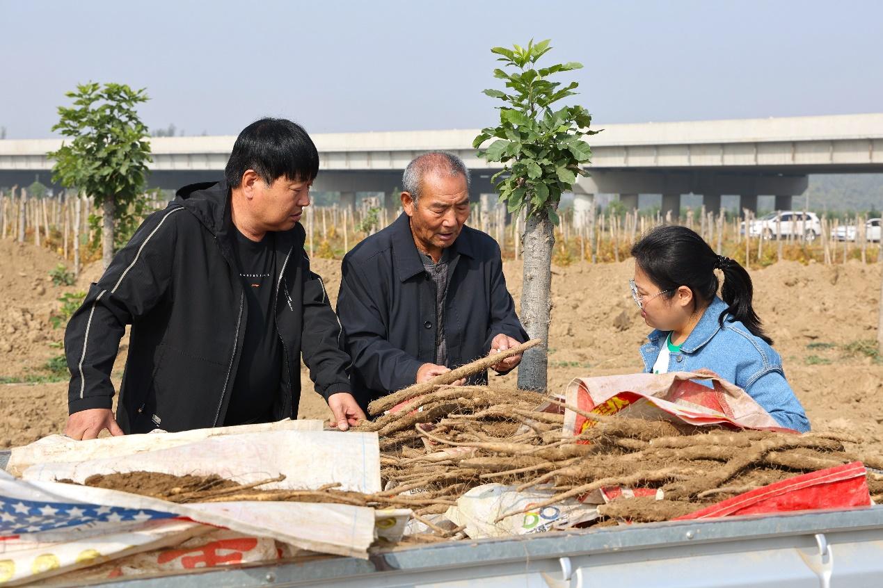 在河北省任丘市出岸镇小关村，种植户正在检查麻山药品质。 黄杉杉摄