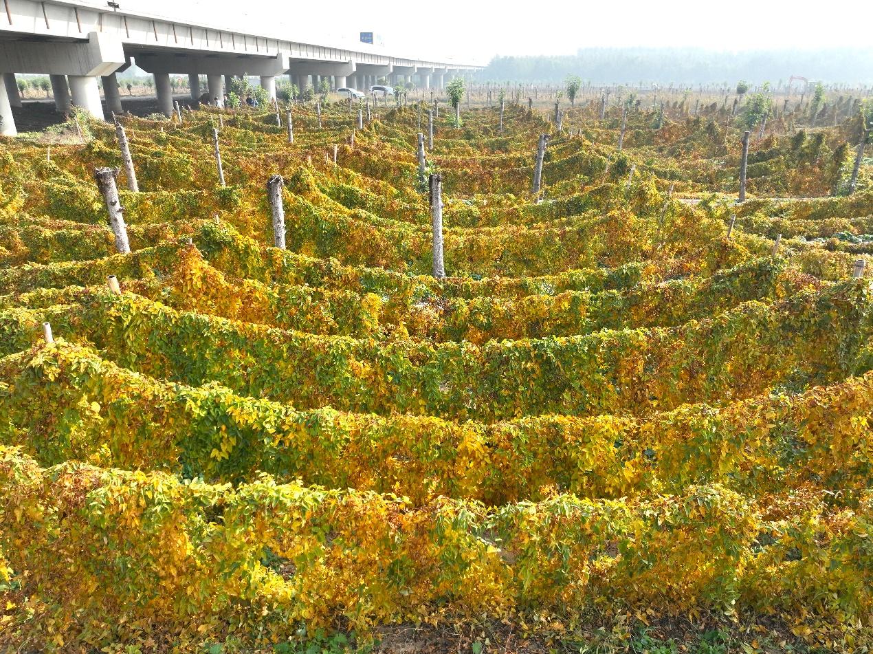 河北省任丘市出岸镇小关村麻山药种植田现场画面（无人机照片）。 黄杉杉摄