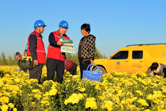 國網行唐縣供電公司共產黨員服務隊在東安太庄村菊花種植基地宣傳安全用電知識。 陳浩攝