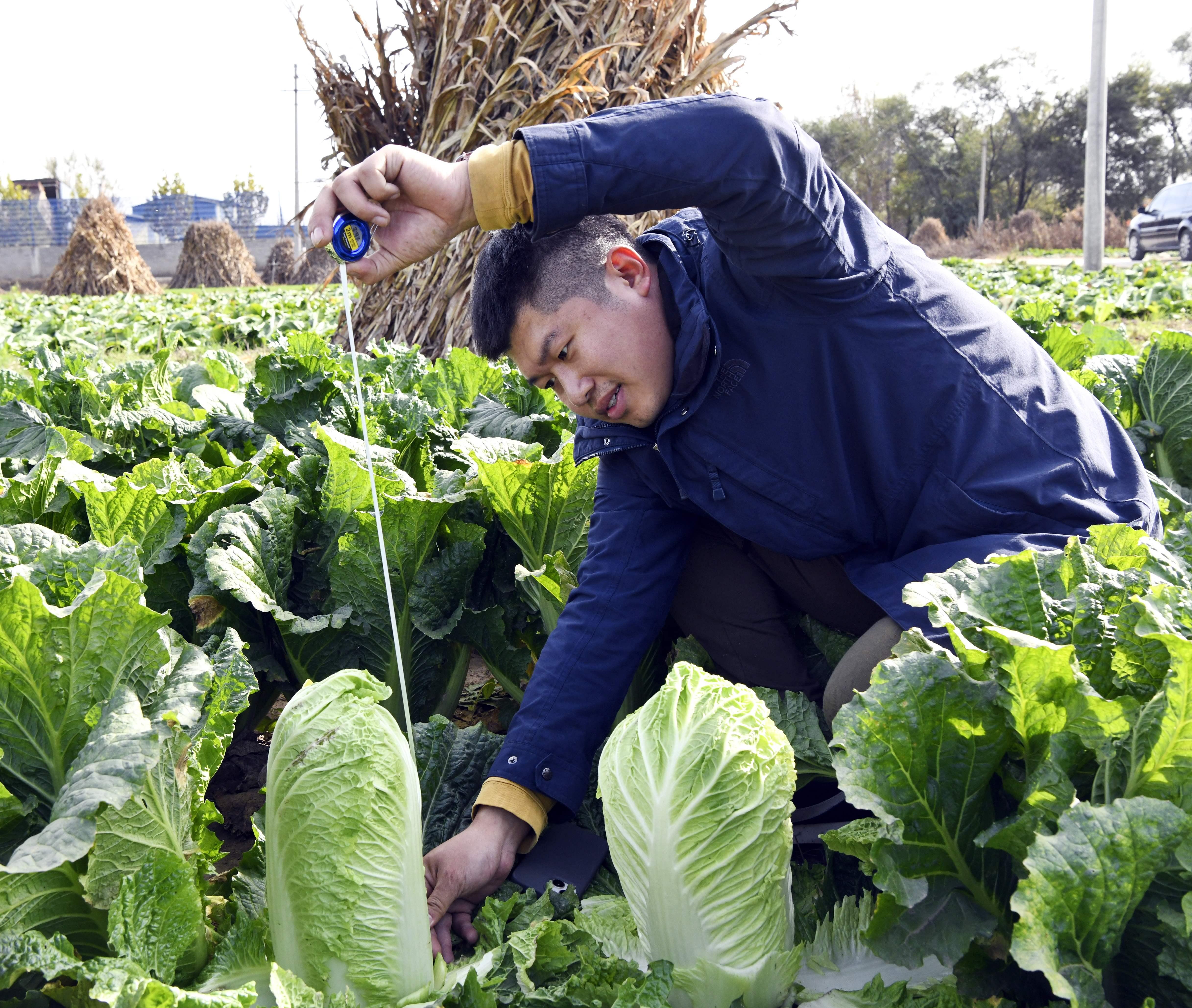 11月3日，迁安市彭店子镇易庄村，技术人员正在测量白菜新品种长势。