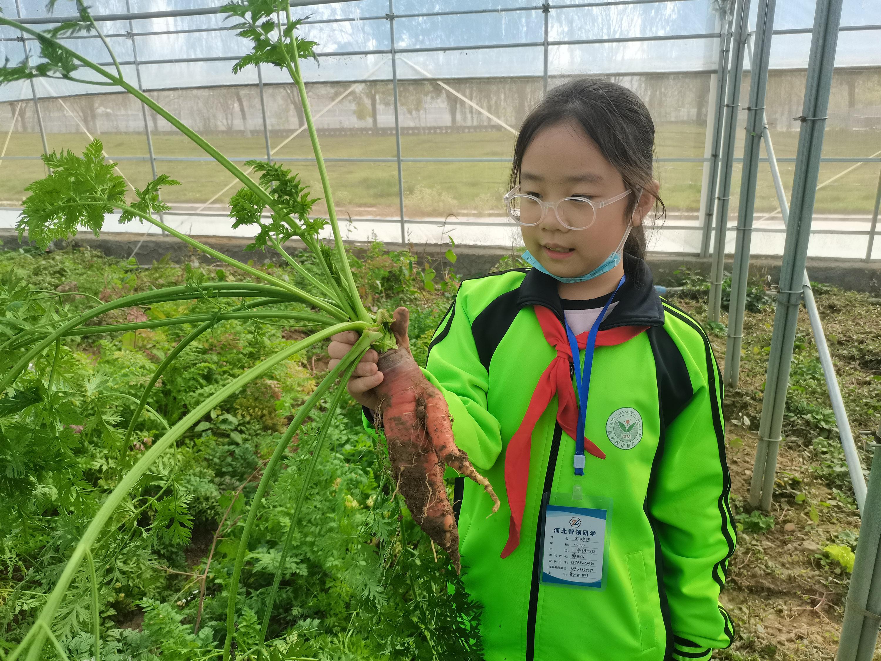11月1日，在河北省高碑店市第八小學主題研學活動中，學生通過田園採摘了解蔬菜生長過程。 張艷華攝