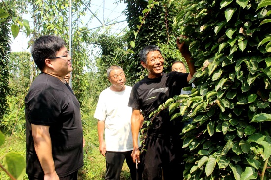 周长友向群众传授软枣猕猴桃种植技术。 周永摄