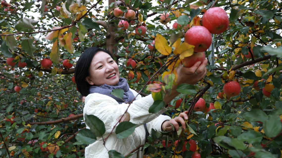 河北易县：晚秋苹果喜丰收