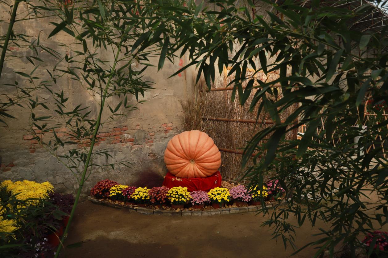 菊花展现场。 刘菲摄