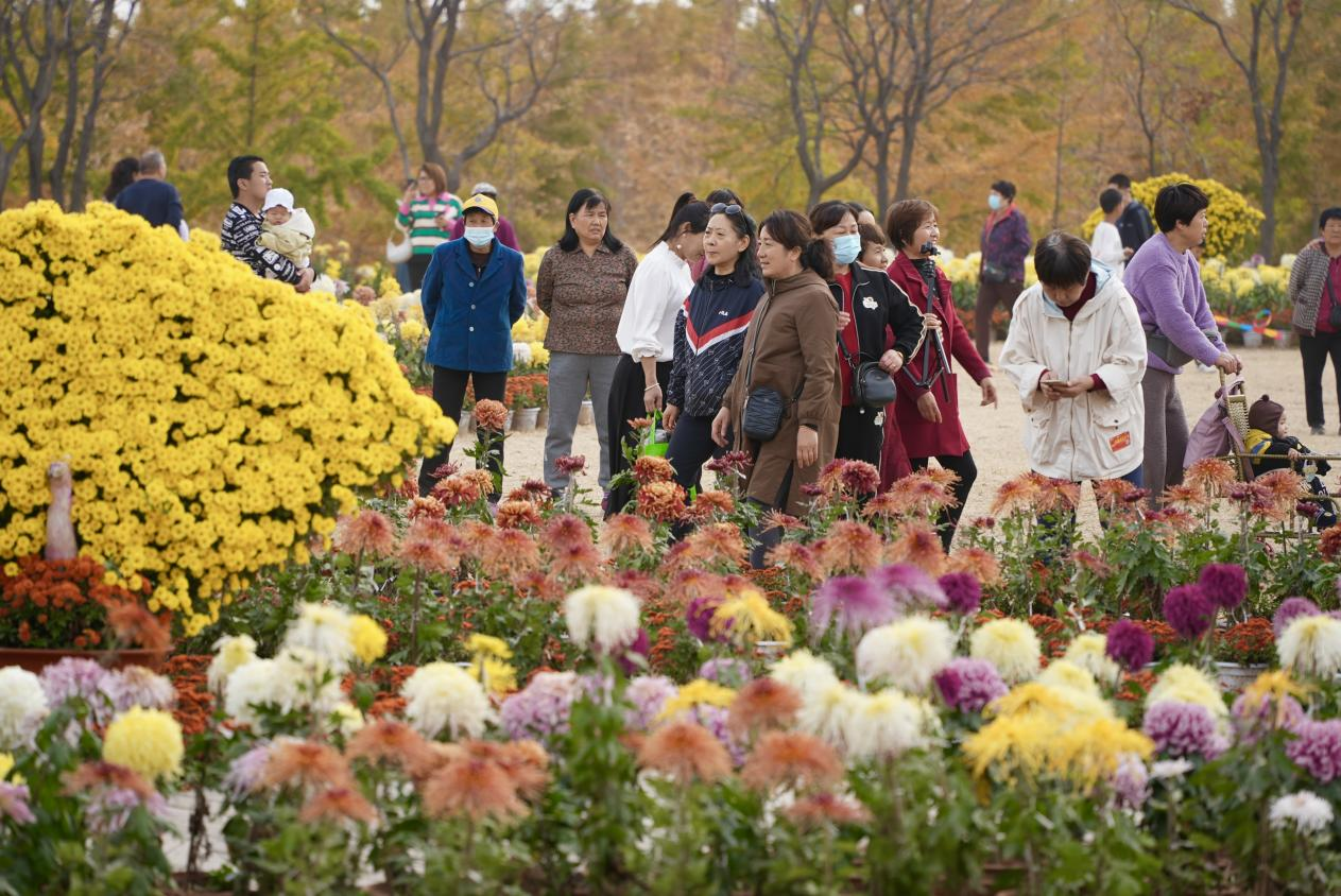 沙河市白塔镇栾卸银杏风景区菊花展现场。 高儒森摄