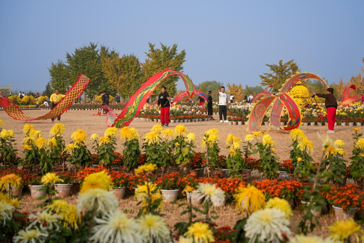 沙河市白塔镇栾卸银杏风景区菊花展现场。 高儒森摄