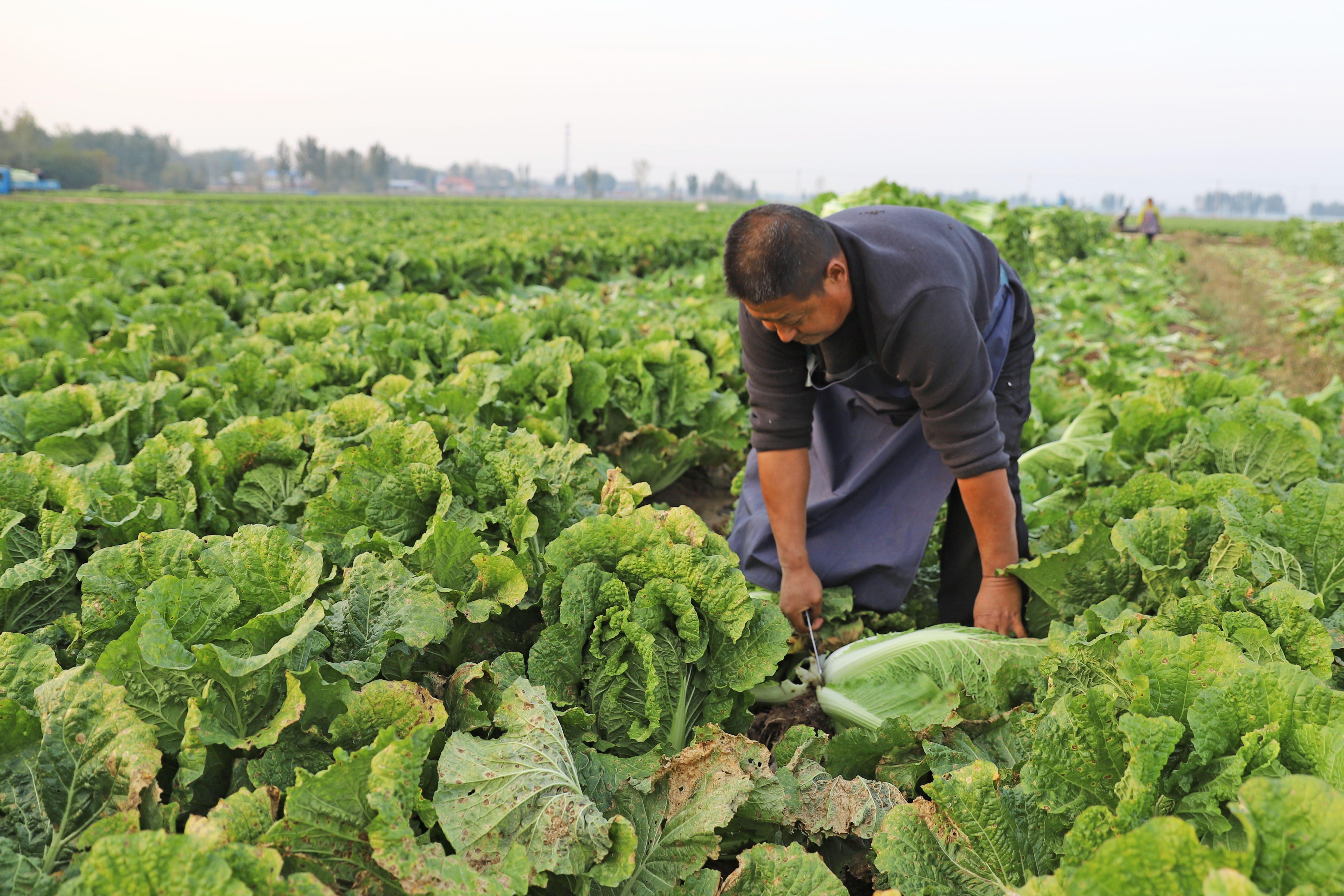 涿州市刁窩鎮潘各庄村村民在收獲災后補種的大白菜。 熊華明攝