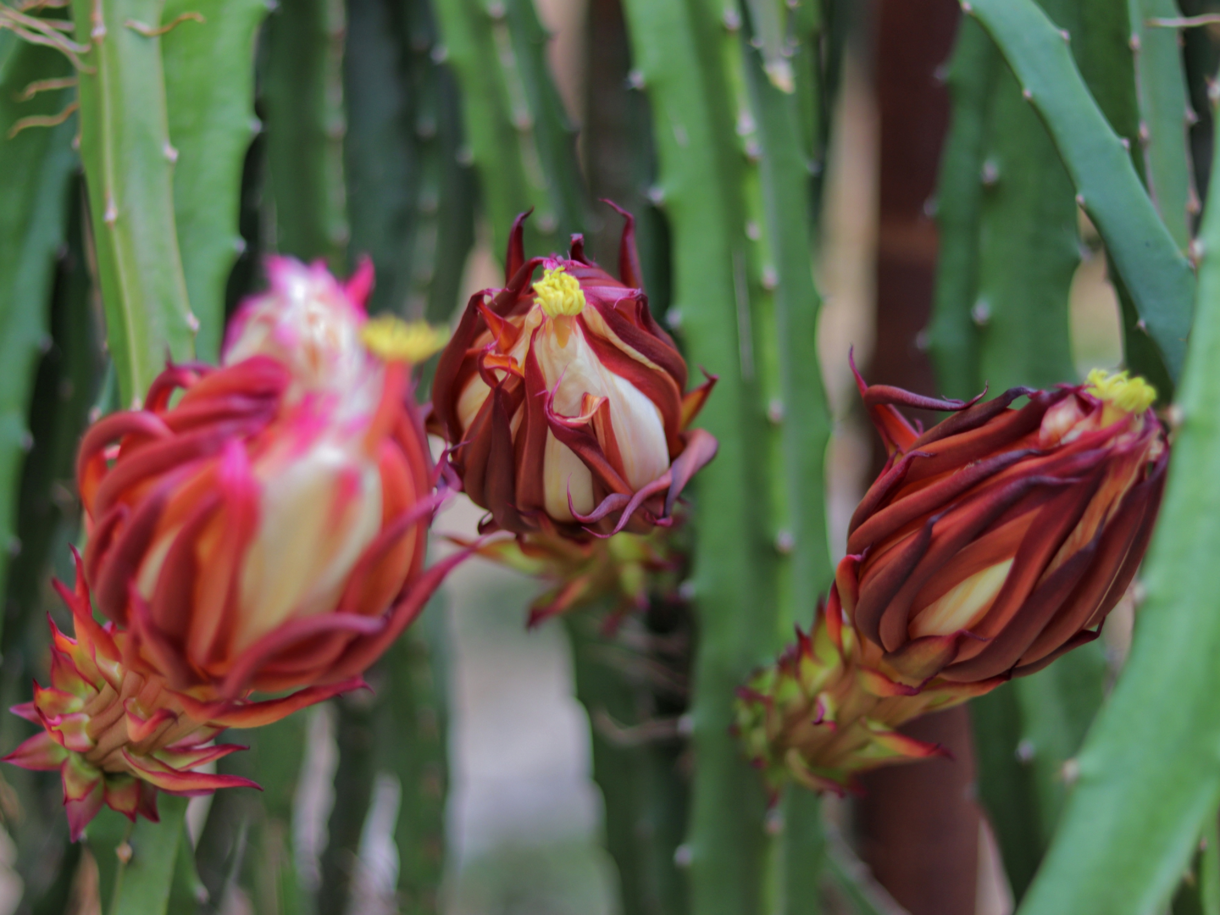 火龍果結出果實。 張光偉攝