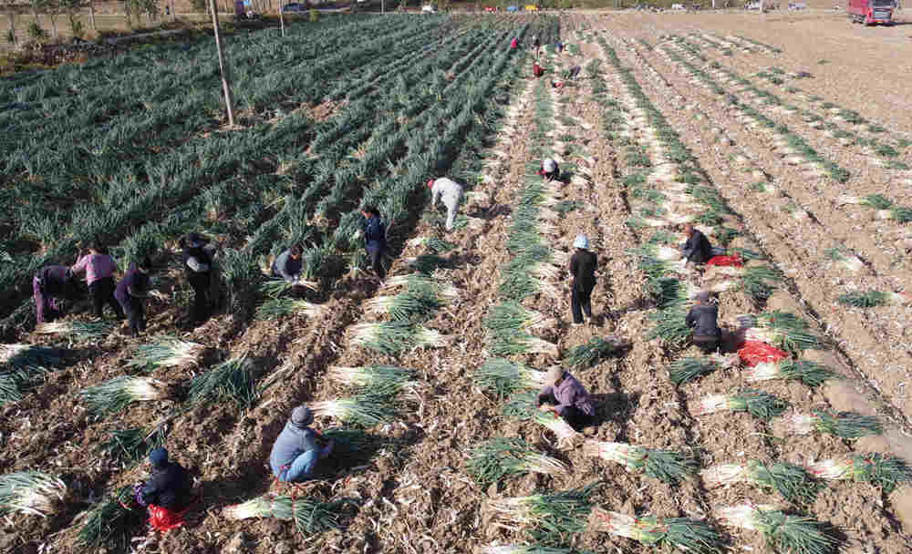 東光縣種植大蔥喜獲豐收。 吳廣征攝