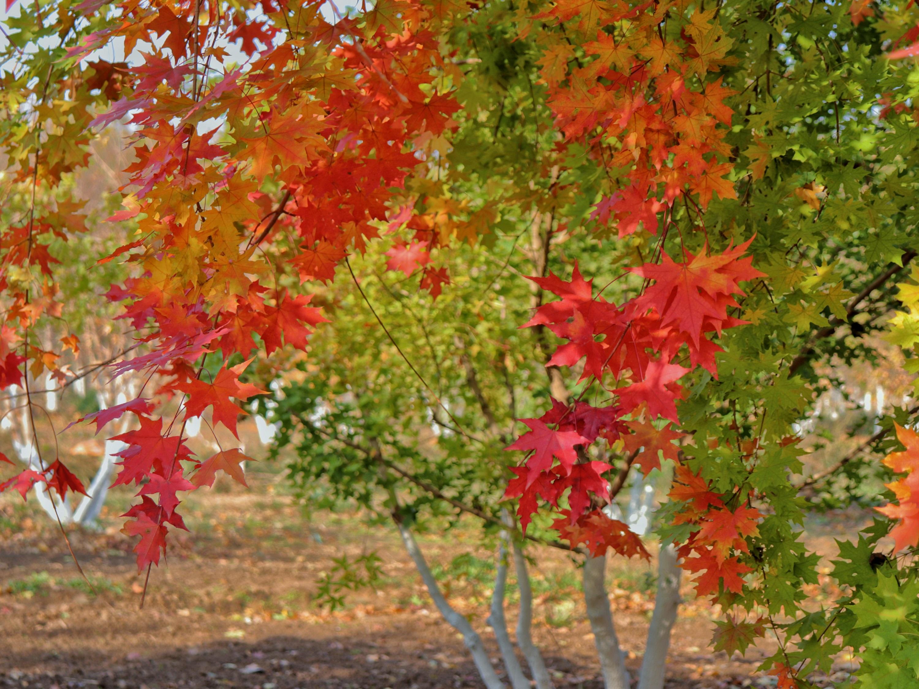 苗木基地楓葉漸紅。 張光偉攝