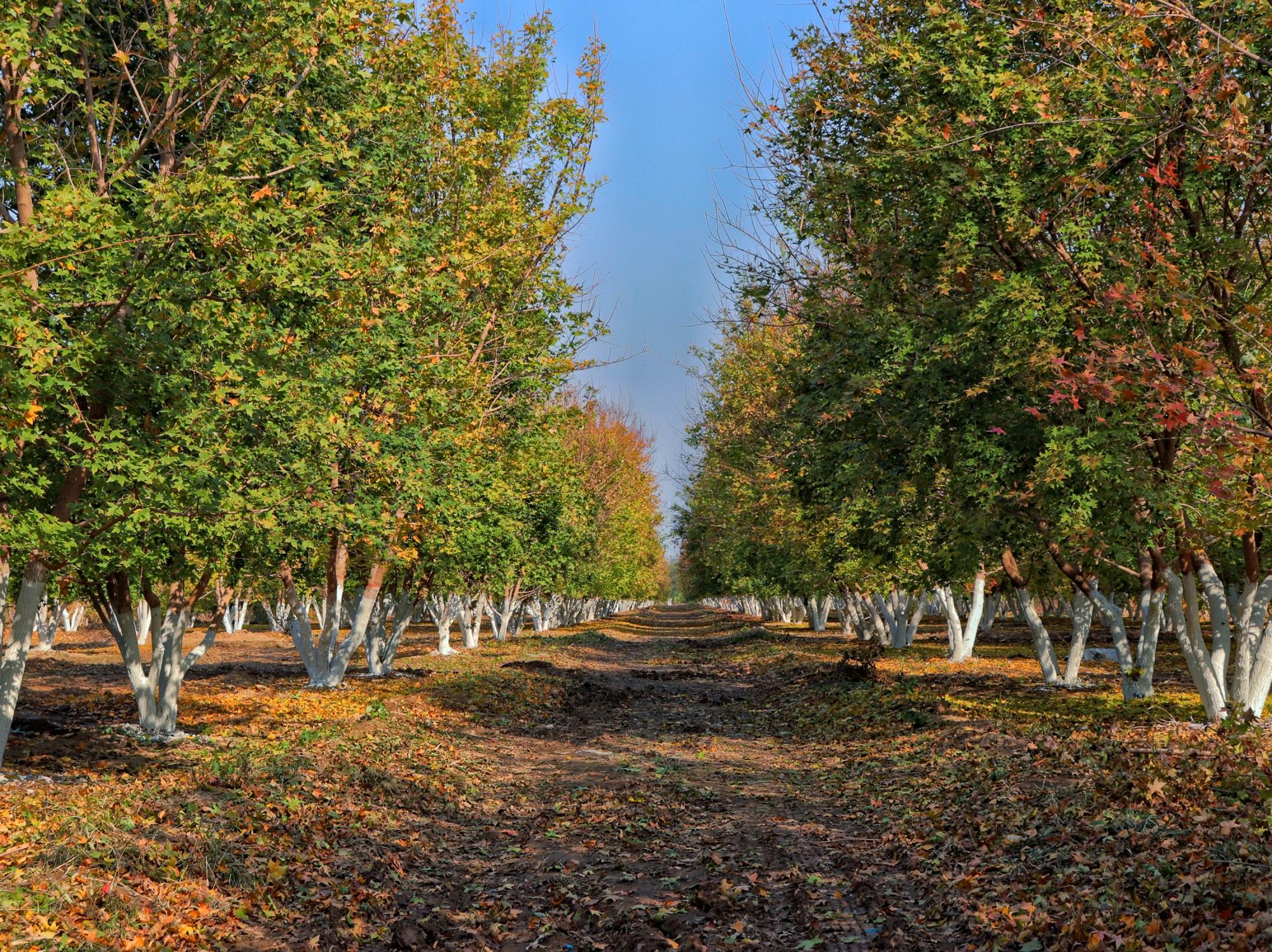 叢生元寶楓林。 張光偉攝