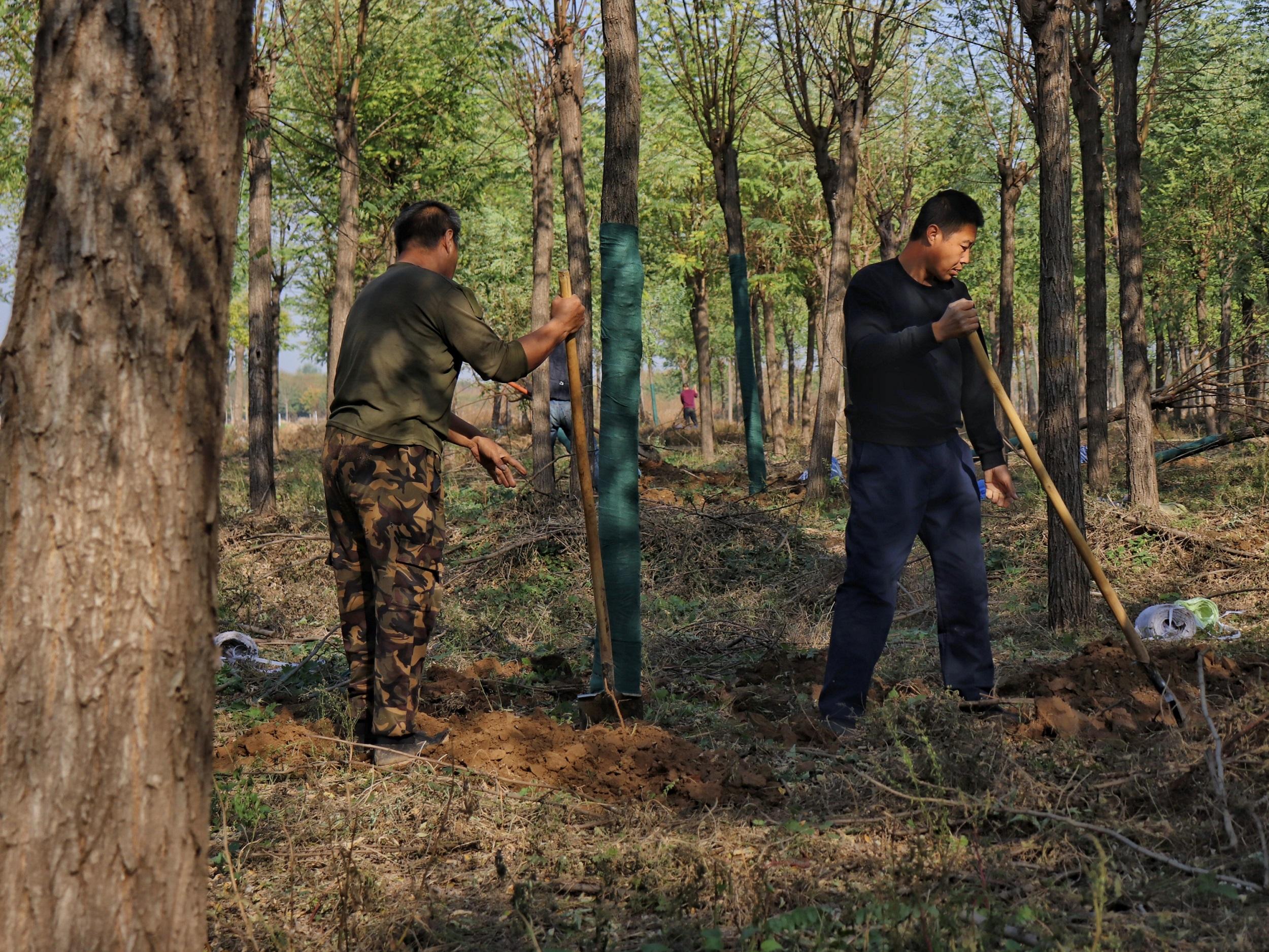工人正在起苗。 張光偉攝