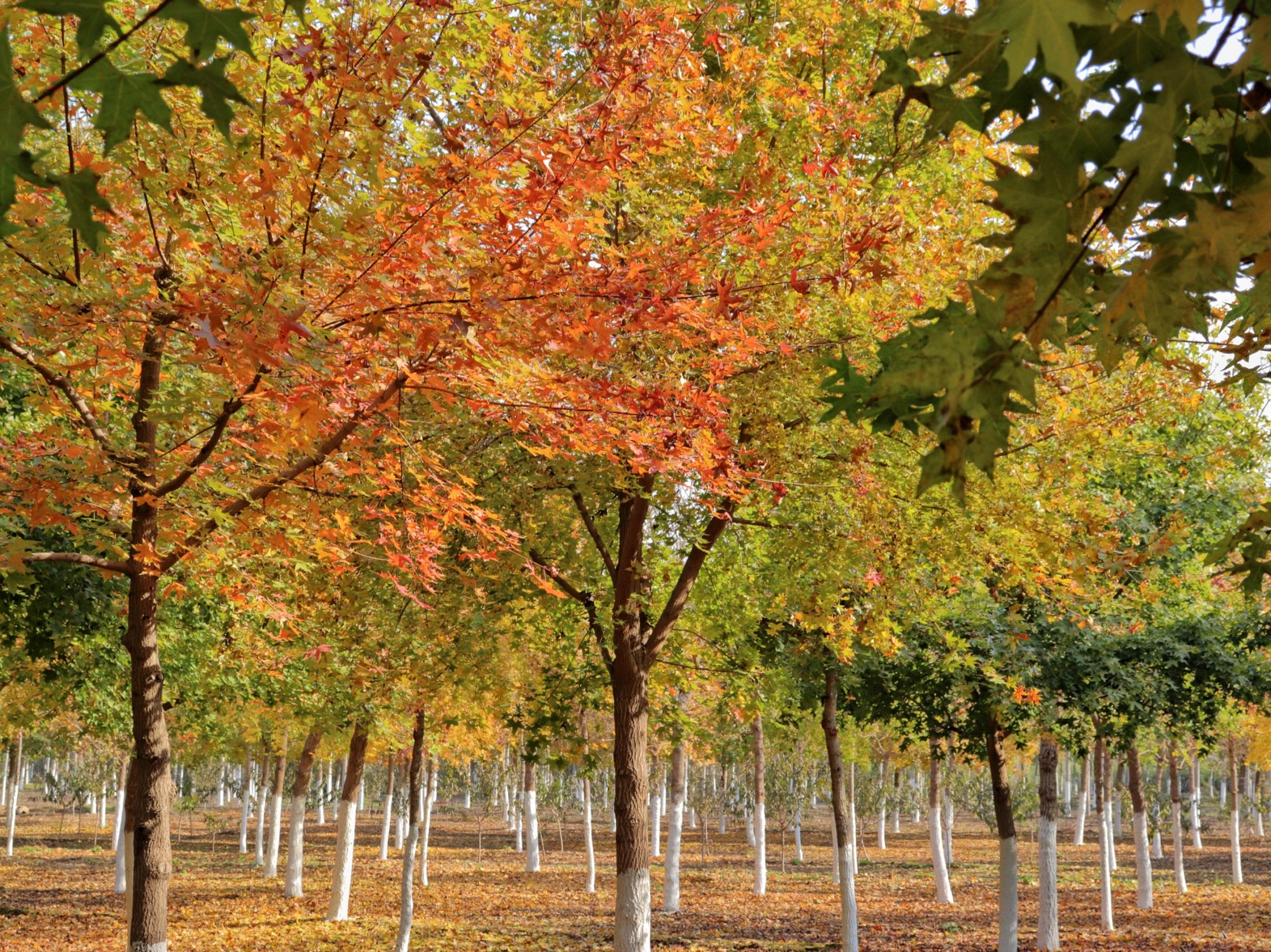 楓林美景。 張光偉攝