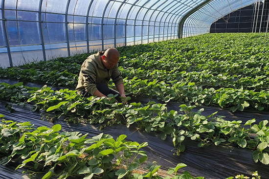 保定市徐水区新乡村移民工程温室大棚内，农民在管理草莓。李月英摄