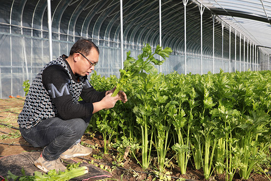 保定市徐水区户木村移民工程温室大棚内，种植户在采收芹菜。 白天龙摄