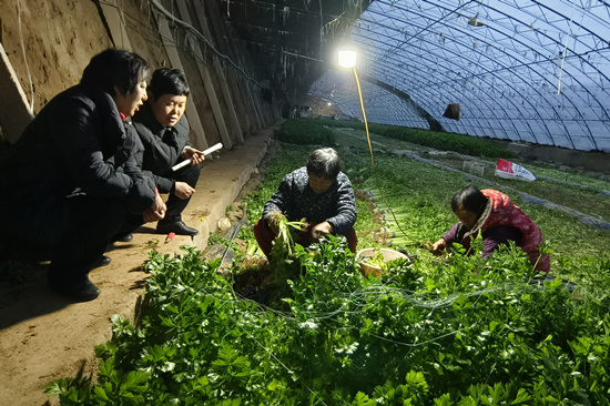 12月10日下午，在徐水区坟台村果蔬种植基地，农业与气象技术服务小组队员为种植户指导芹菜防范低温病害管理技术。 李月英摄