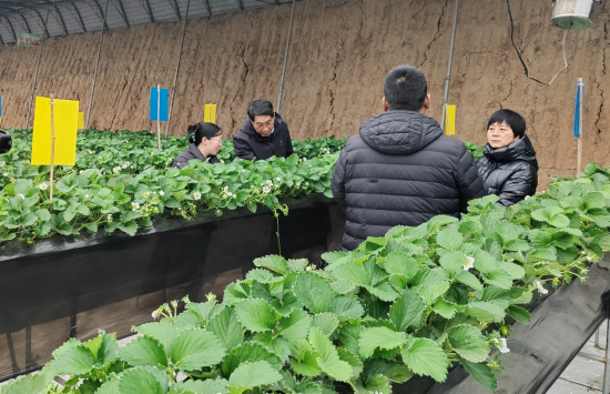 農業技術人員來到草莓基地指導農戶進行管理。 趙路沙攝