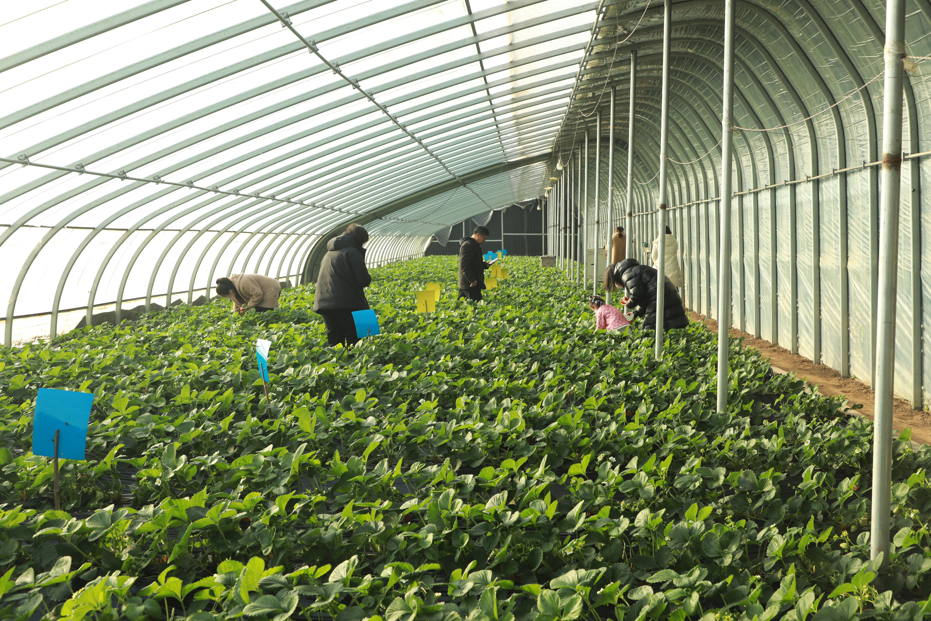 游客採摘草莓。 馬凱攝