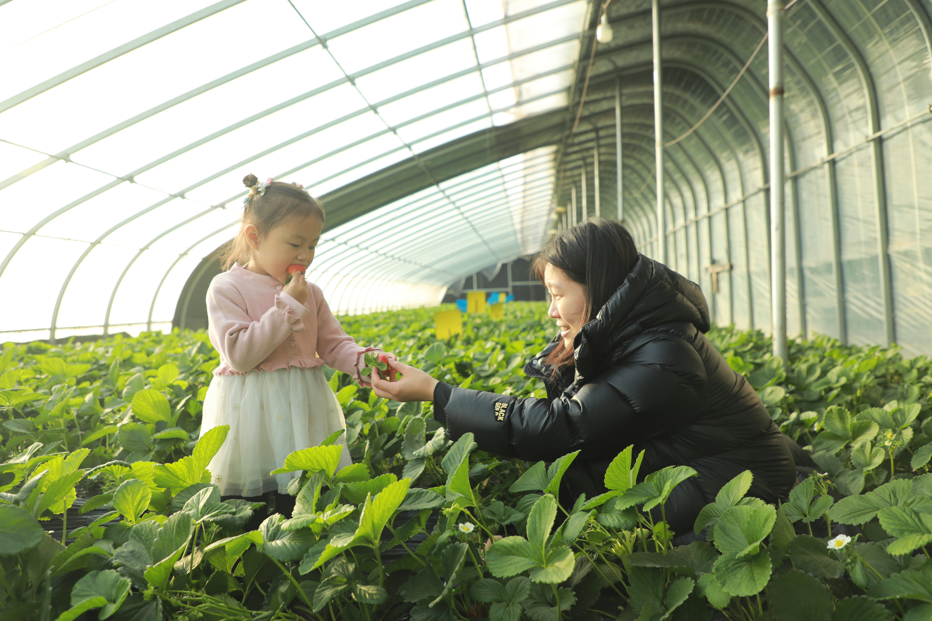 游客採摘草莓。 馬凱攝