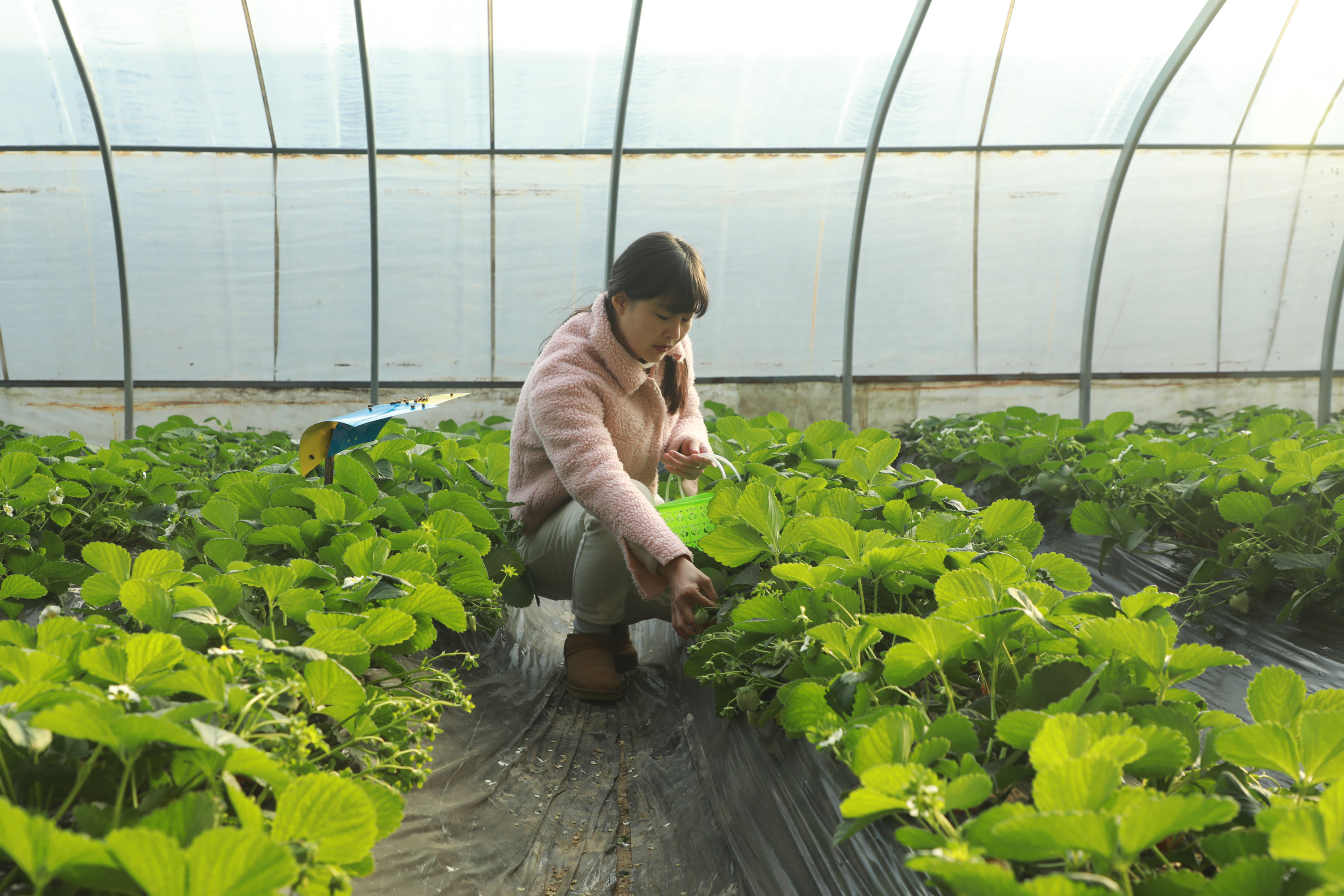 游客採摘草莓。 馬凱攝
