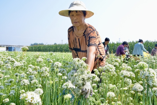 工人正在採摘韭菜花。 張鎏攝