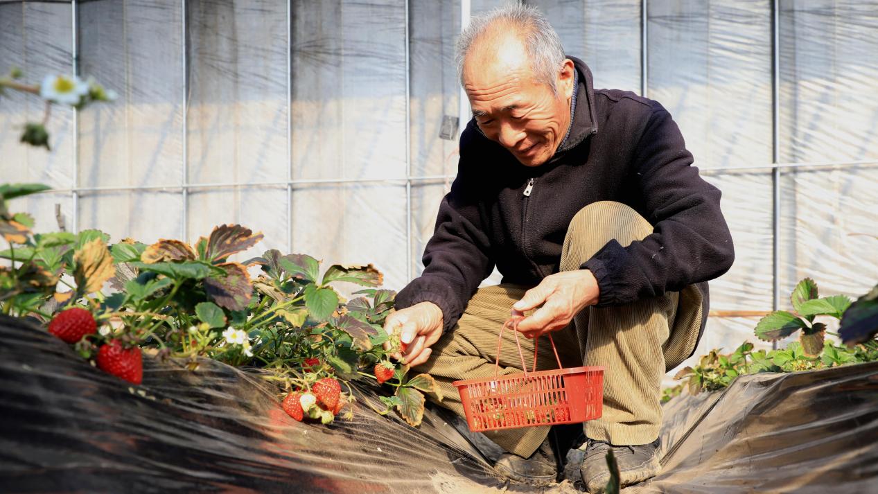 香河县东兴隆庄村种植大棚，农户采摘草莓。 朱钰爽摄