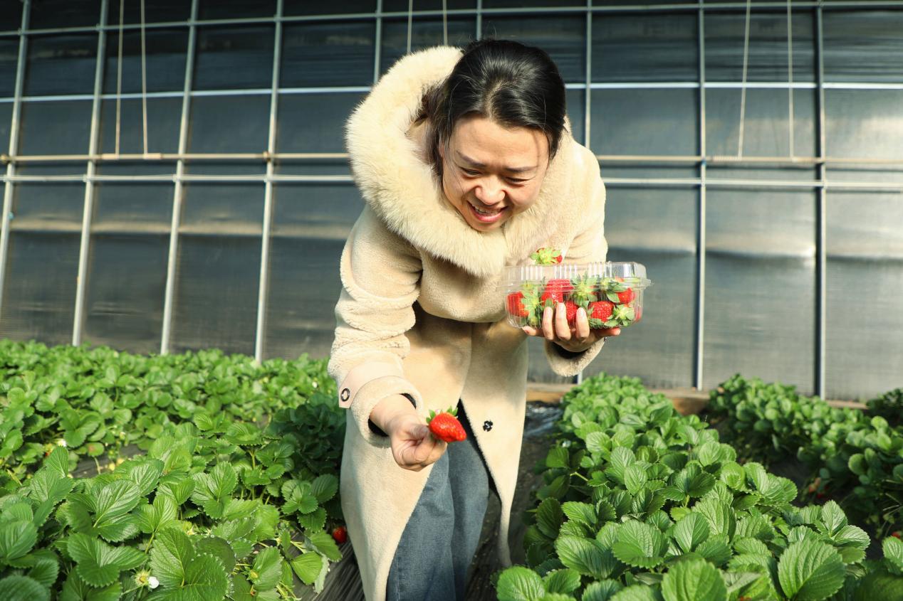 香河县蒋辛屯镇种植大棚，游客采摘草莓。 陈宏儒摄