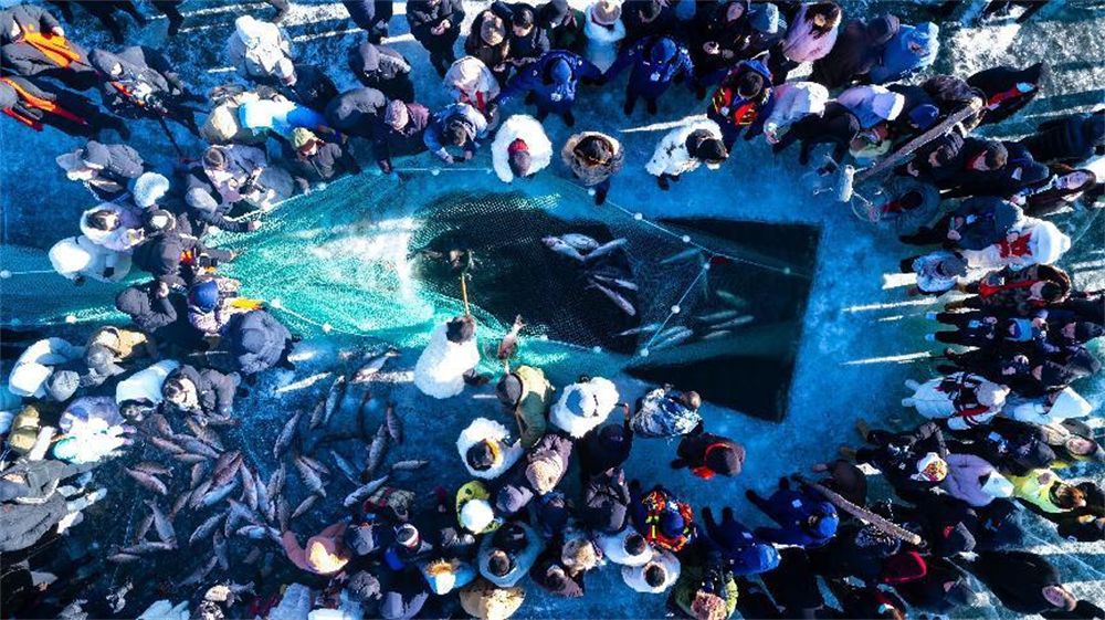 河北省围场满族蒙古族自治县兰旗卡伦乡钓鱼台水库，“鱼把头”正在拉渔网冬捕。 孙占军摄