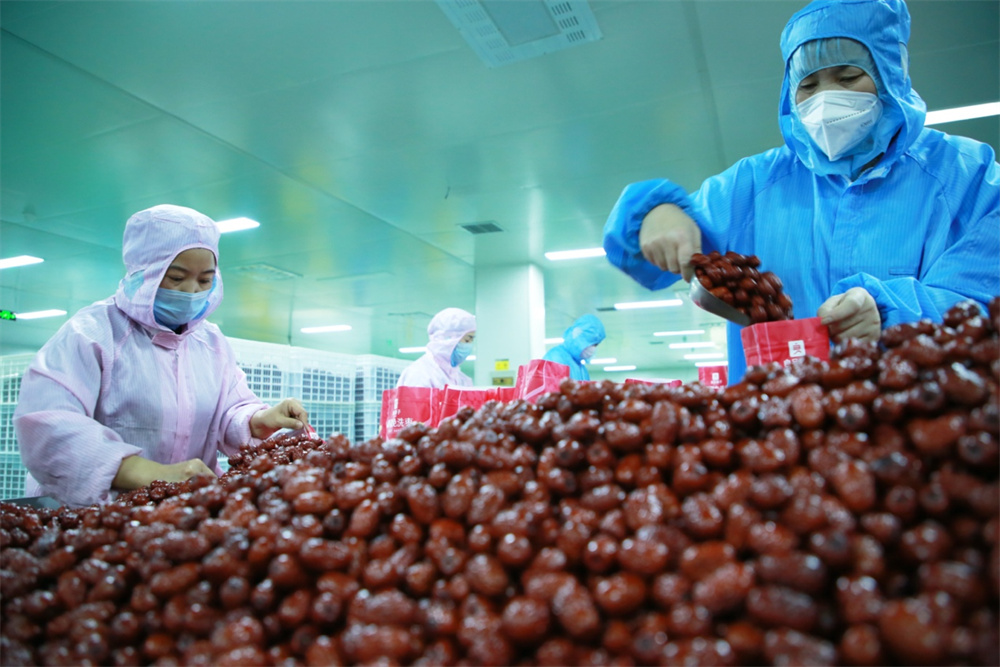 1月5日，在河北滄縣的一家棗加工企業內，工人正在將紅棗裝入包裝袋內。 殷實攝