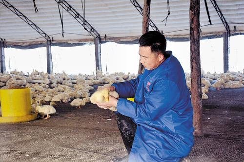 1月3日，在献县小平王乡冯庄村养殖场鸭棚里，养殖户朱雷雷正在查看鸭子生长情况。河北日报记者 戴绍志摄 