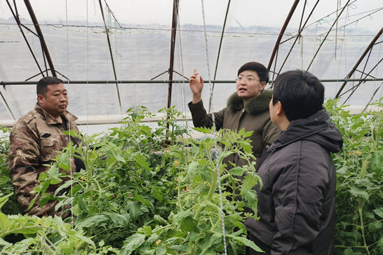 徐水區技術人員指導農戶做好冬季棚室蔬菜管理。 李月英攝