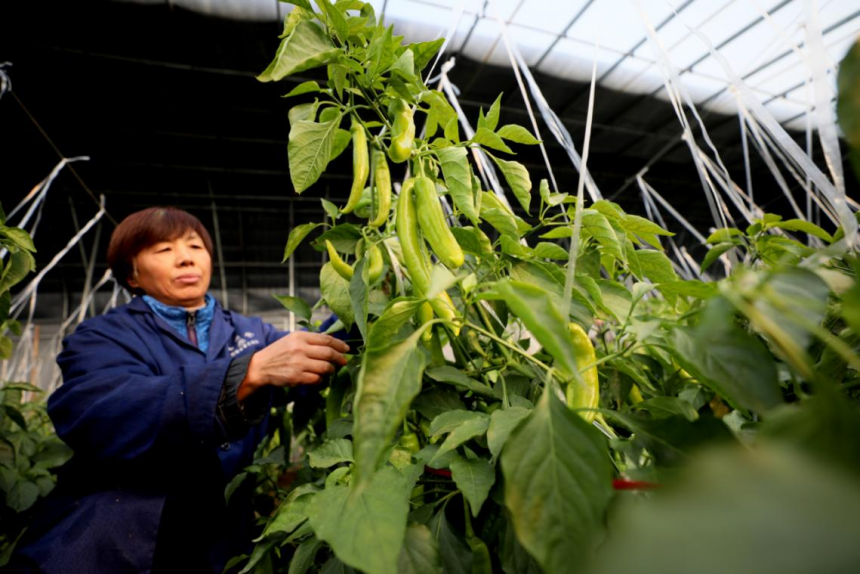 隆尧县牛家桥乡大兴庄村设施蔬菜种植基地,农民正在采摘辣椒。 张玲玲摄