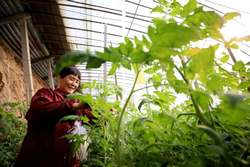 隆尧县牛家桥乡大兴庄村设施蔬菜种植基地，农民正在为种植的西红柿点红授粉。 张玲玲摄