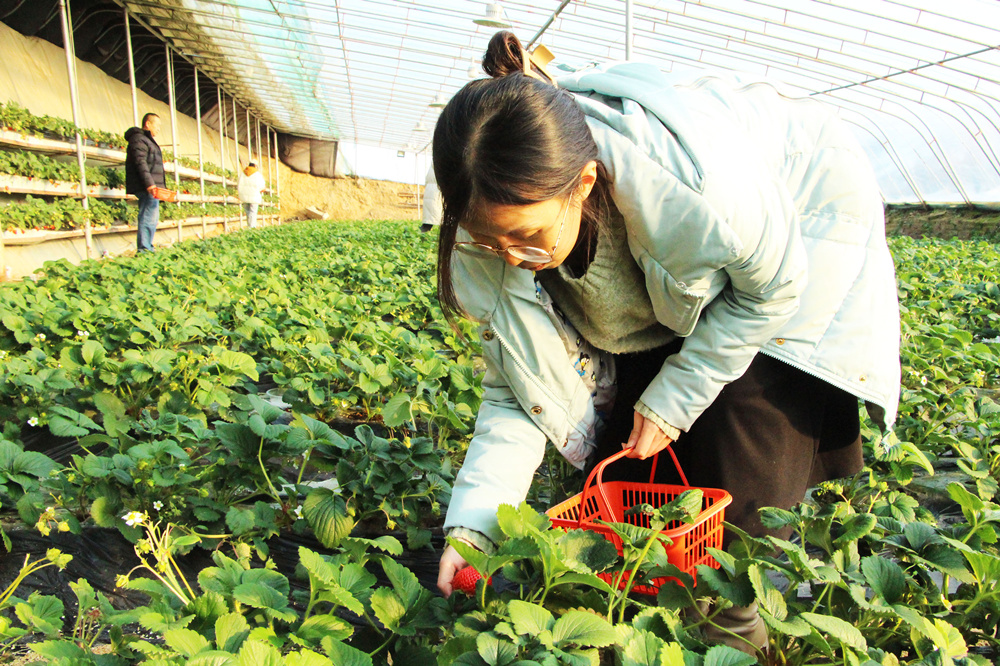 在高陽縣晉庄鎮東河村草莓採摘園草莓種植大棚內，群眾採摘。 楊瀰攝