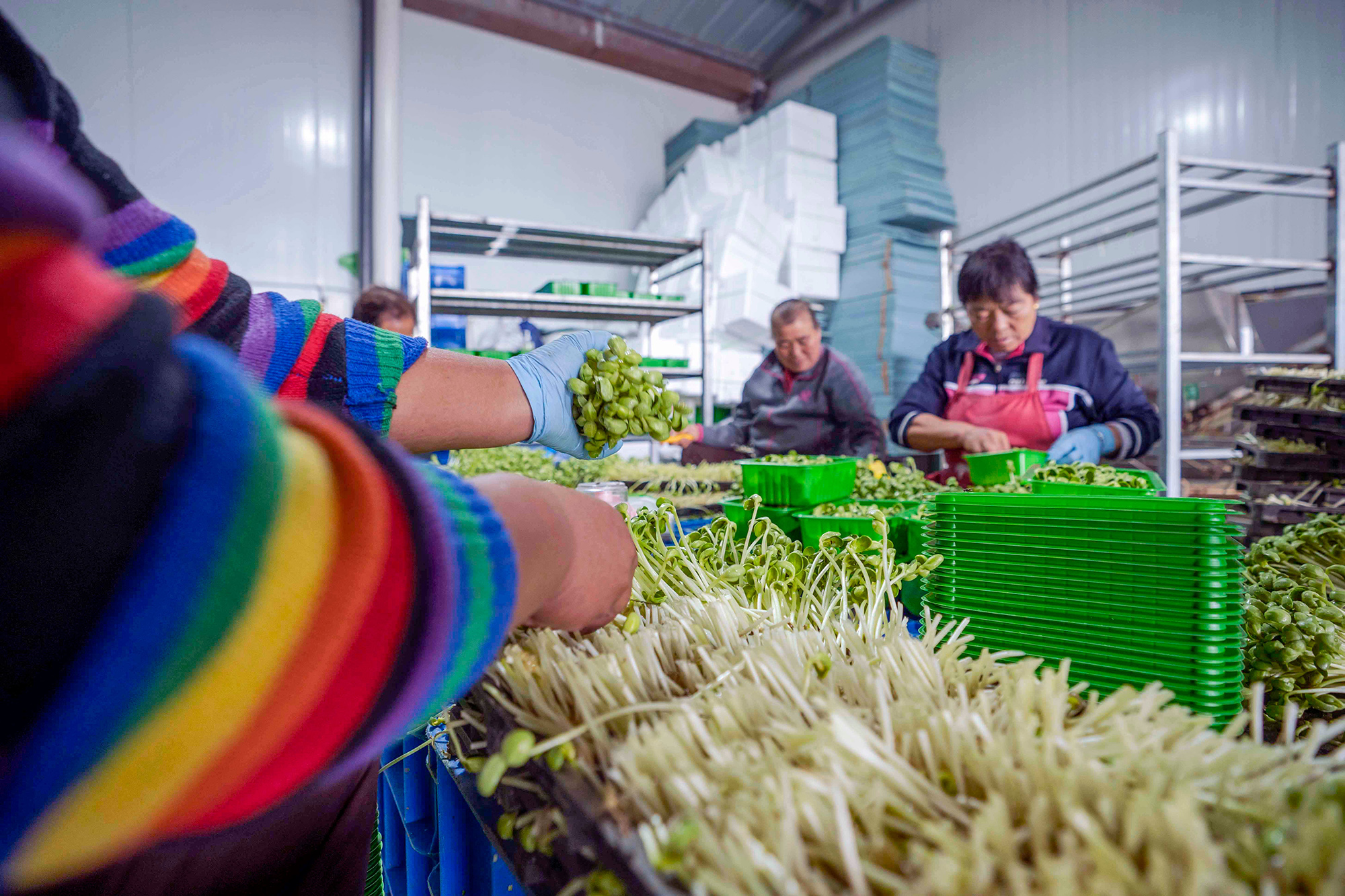 阜平县一家特色蔬菜种植基地，村民在收割芽苗菜。 李秀芹摄