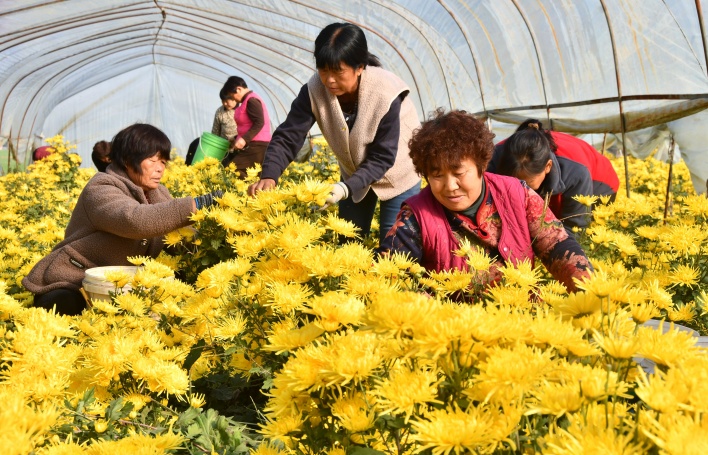 邯郸市永年区大北汪镇歧辛寨村村民正在采摘菊花。
