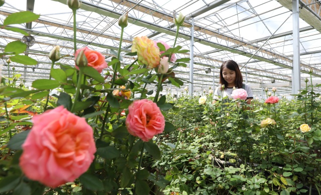 在邱县的玫瑰智能大棚内，工作人员正在采摘玫瑰鲜切花。王洪超摄