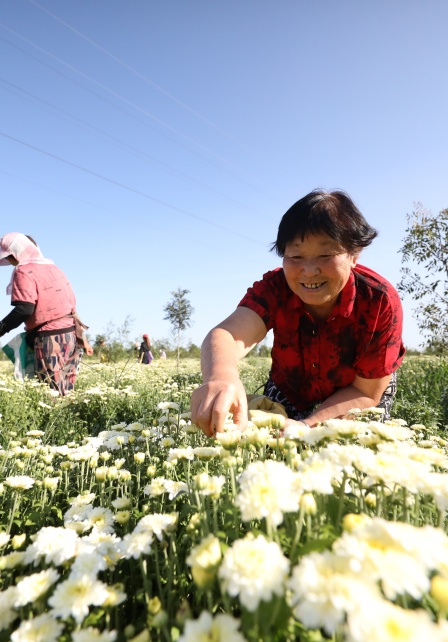 在邱县梁二庄镇徐申寨村，村民们正在采摘菊花。王洪超摄
