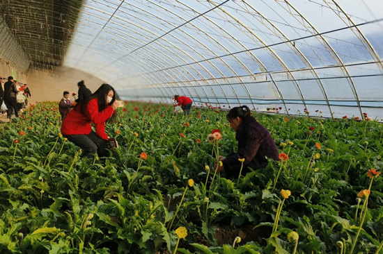 游客在神農現代農業示范園溫室大棚內採摘鮮花。白天龍攝