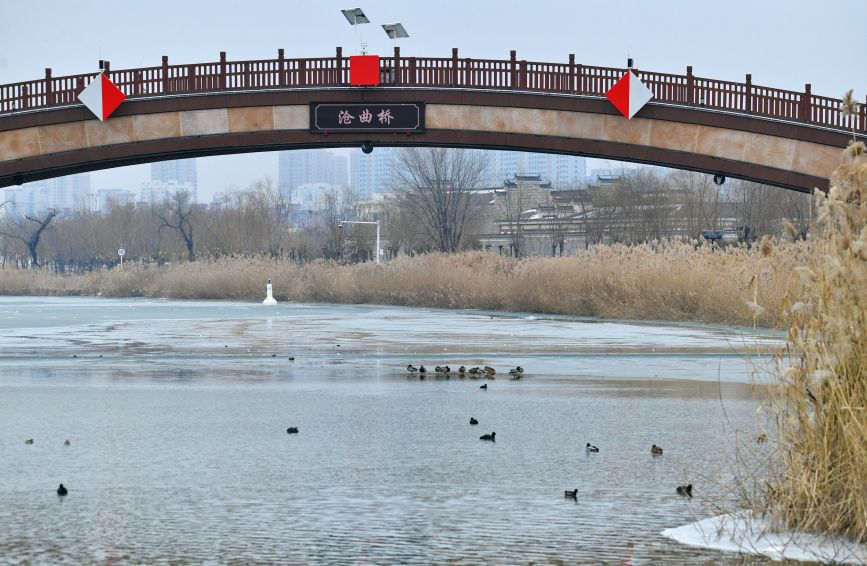 1月16日，绿头鸭、白骨顶鸡、小鸊鷉等水鸟在京杭大运河沧州中心城区段南川楼码头水域觅食、嬉戏、小憩。苑立伟摄