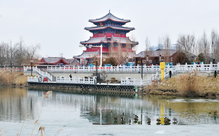 1月16日，绿头鸭在京杭大运河沧州中心城区段南川楼码头水域小憩。苑立伟摄
