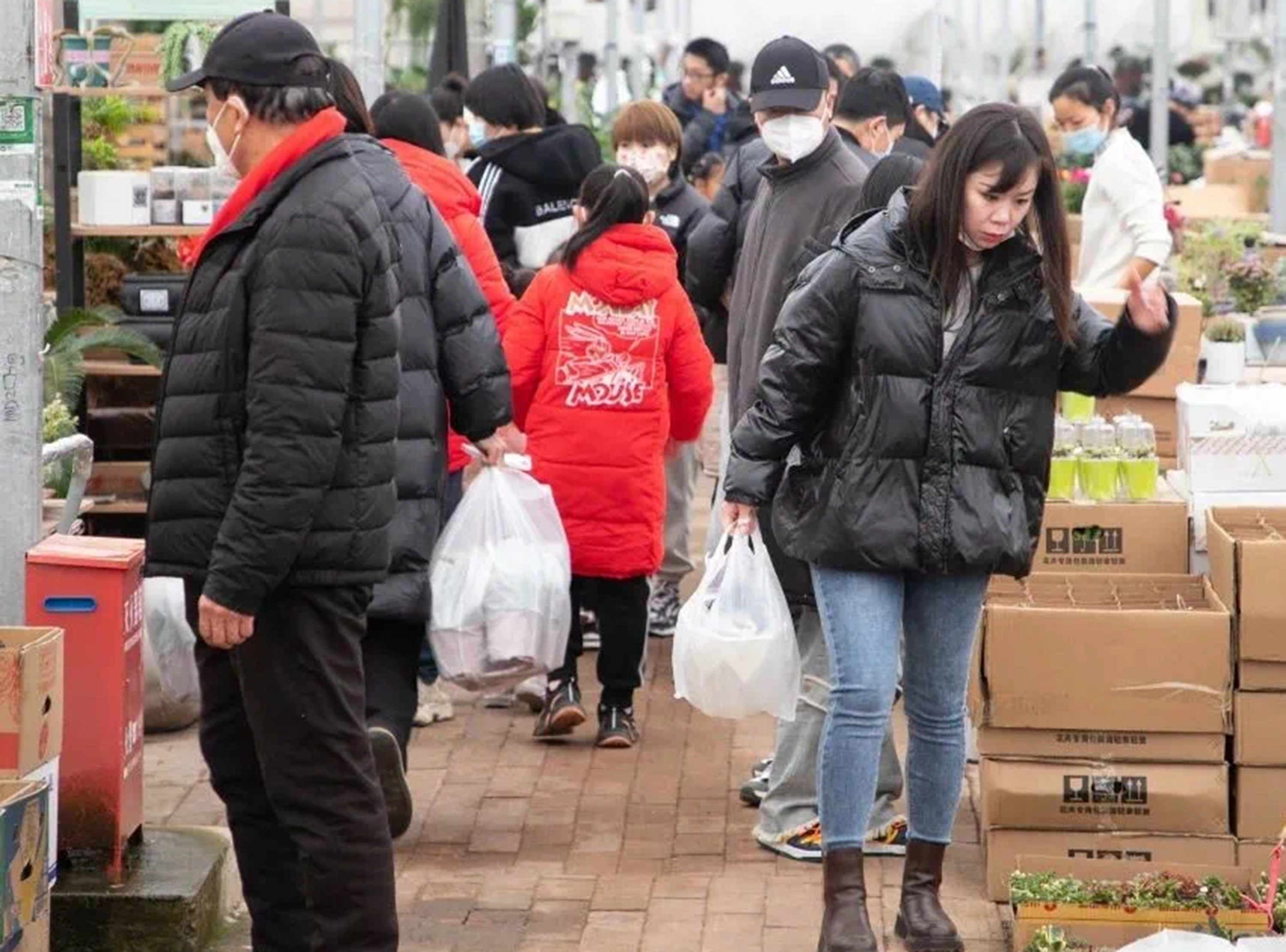 1月18日，在河北省高碑店市首衡花卉博覽園內，市民精心挑選心儀的年宵花。張宇舒攝