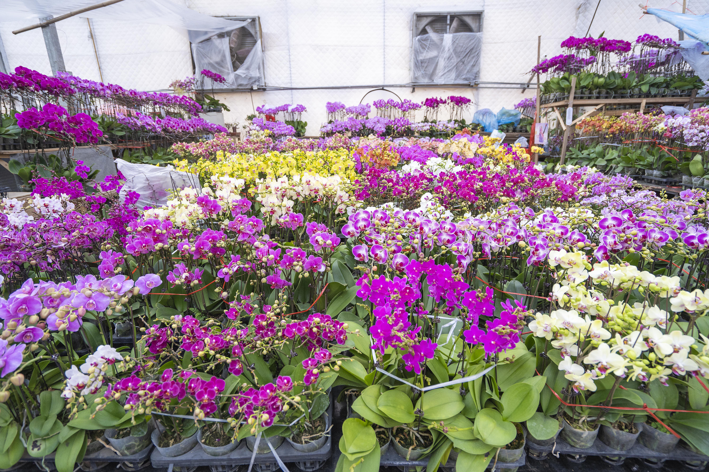 1月18日，在河北省高碑店市首衡花卉博覽園內，顏色艷麗的蝴蝶蘭。張宇舒攝